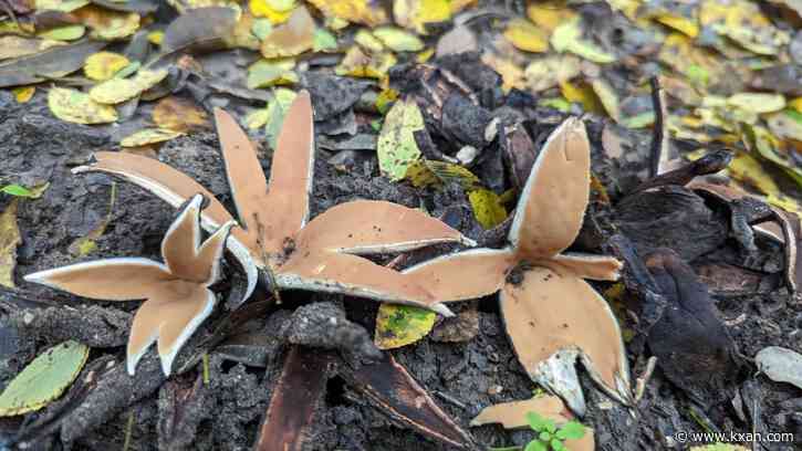Did you know Texas has an official state mushroom that hisses?