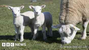 Yorkshire Wildlife Trust issues sheep warning for dog owners