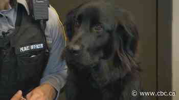 Owners passing off their pets as strays adds to increased pressure on Alberta shelters