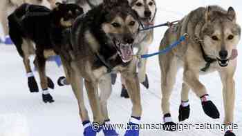 Hundeschlitten konkurrieren beim Iditarod-Rennen