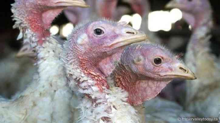 No further Avain Flu outbreaks detected