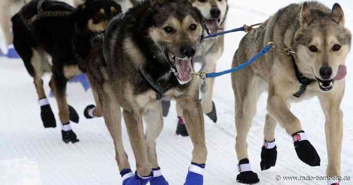 Hundeschlitten konkurrieren beim Iditarod-Rennen