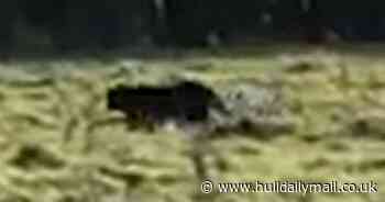 Video shows 'panther' caught on camera in field next to busy road