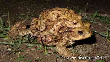 Amphibienwanderung beginnt bald wieder