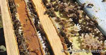 'Gracious countryside living': Lake Barrington will allow homeowners to keep bees