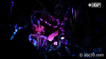 Discover "Pandora - The World of Avatar" at Disney World