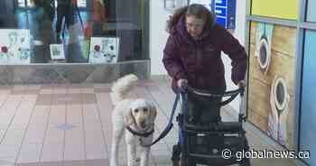 Illegitimate service dogs a growing concern in Alberta