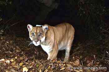 Tribes Bury Southern California's Famed Mountain Lion, P-22