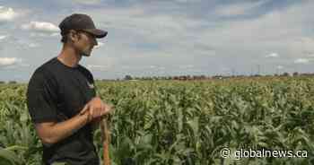 Alberta hikes crop insurance premiums: ‘It’s not good news for farmers’