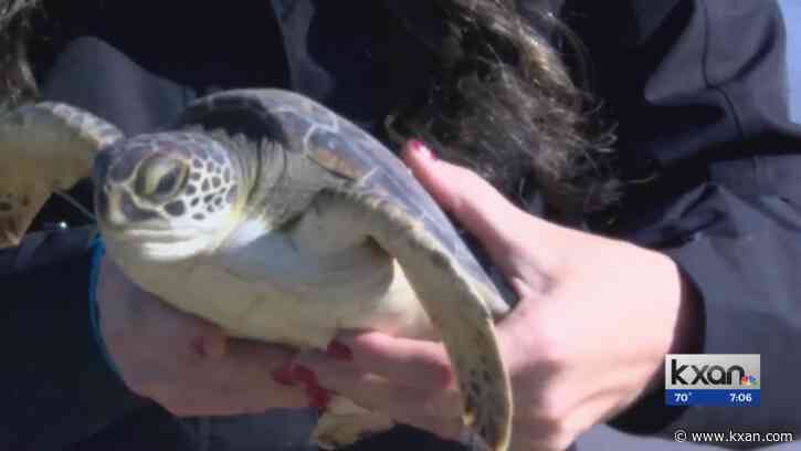 Texas ranks 4th in U.S. for most number of endangered animals