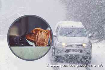 Vets issue Antifreeze warning amid Met Office snow alerts