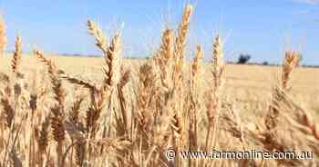 Aussie wheat production set to fall after golden era