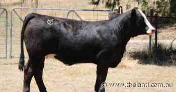 Valley Creek Simmentals' bulls sell to $8000, females to $11,000