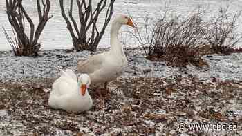 Widowed cemetery goose finds companionship through a personal ad