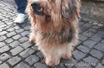 POL-HI: Wem gehört der kleine Hund?