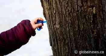 Ontario maple syrup producers hit by climate change, some urge carbon reductions