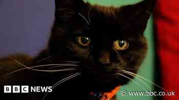 Newcastle students support poorly campus-wellbeing cat