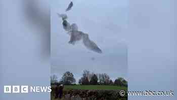 Northumberland starling murmuration joined by falcons