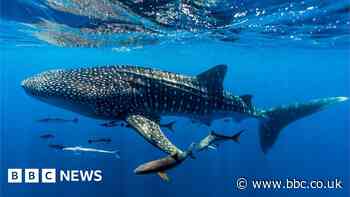 Ocean treaty: Historic agreement reached after decade of talks