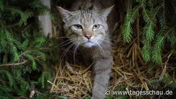 Naturschutzprojekt fördert mehr Lebensraum für Wildkatzen