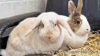 Sunny und Dumba aus Wolfsburg suchen ein Zuhause