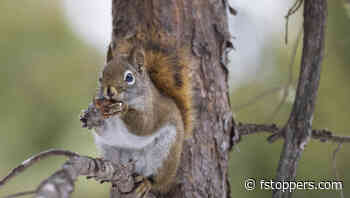 An In-depth Review of the Sony FE 70-200mm f/2.8 GM OSS II Lens