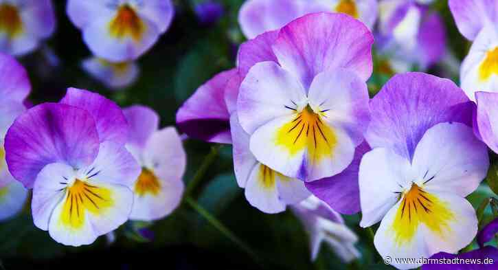Blumenverkauf zugunsten Erdbebenhilfe