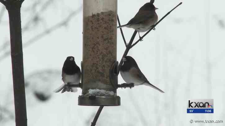 How to prepare your yard for spring migration