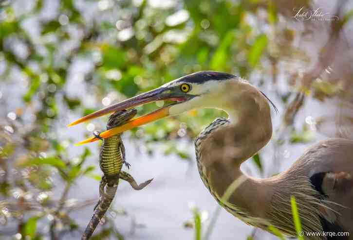 Photos show blue heron capture baby alligator