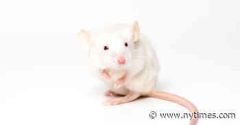 Hormones Don’t Affect Behavior of Female Mice, Study Finds