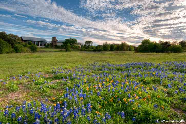Bluebonnets celebrate 122nd anniversary as Texas state flower