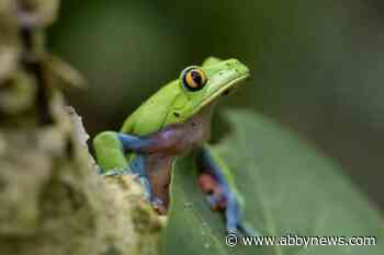 Costa Rica ponders ways to sustain reforestation success