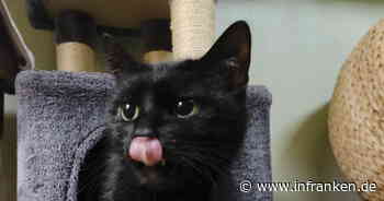 Tierheim Bamberg: Katze Hope war "nicht nett" zu ihrer Vorbesitzerin - Tierschützer finden Ursache