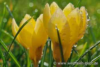 Leserfoto-Aktion im Kreis Höxter: Ein Hauch von Frühling