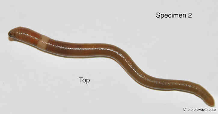 Beware the jumping worm! Invasive species spotted in Indiana