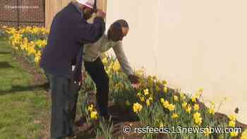 Thousands of Daffodils planted at Portsmouth museum to honor children who perished in the Holocaust bloom