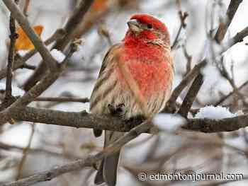 Backyard birds bring hours of viewing entertainment