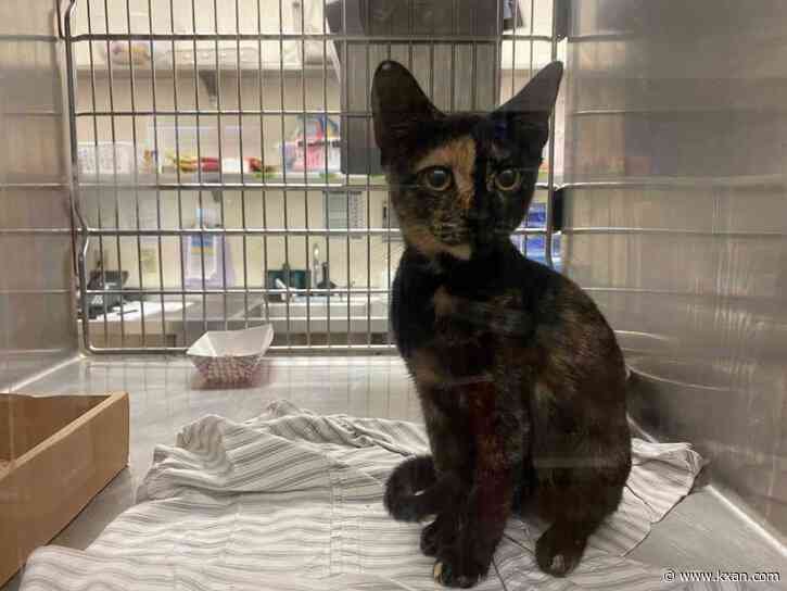 A Zillow analysis ranks Austin as the most 'pet-friendly' city in the U.S.