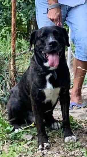 Justice pour Marshall, le chien pendu et battu à mort à Breil-sur-Roya