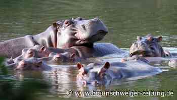 Escobars Erbe: Kolumbiens Streit um die Drogenboss-Nilpferde