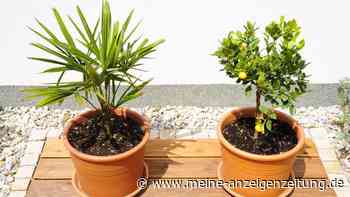 Nach dem Winter – bereiten Sie Ihre Kübelpflanzen bestens auf den Frühling vor