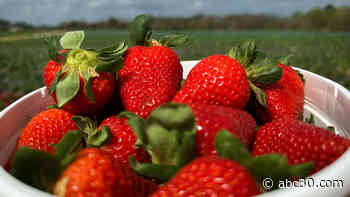 Rows of strawberries ready for picking at Froberg's Farm in Alvin