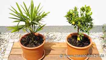 Nach dem Winter – bereiten Sie Ihre Kübelpflanzen bestens auf den Frühling vor