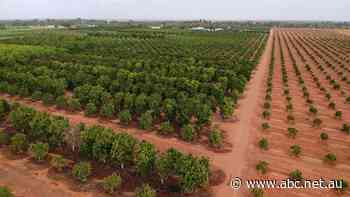 Billionaire Andrew Forrest doubles mango footprint in WA's Gascoyne