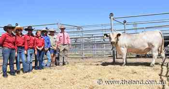 Keiross Speckle Park bulls hit $11,000