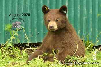 B.C. man fined $7,500 for keeping bear cub in a cage