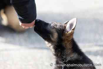 BC RCMP asks youth to help ‘Name the Puppies’