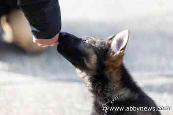 BC RCMP asks youth to help ‘Name the Puppies’