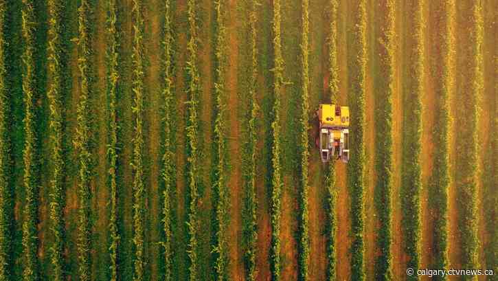 Alberta crop insurance premiums spiking in 2023