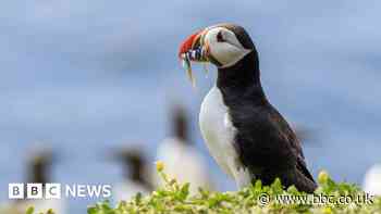 Sandeel fishing ban a lifeline to seabirds - RSPB